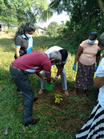 Planting Project in Kaduwela Division